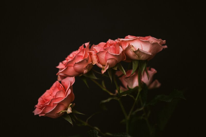 Pink Roses on Stems — Dramatic