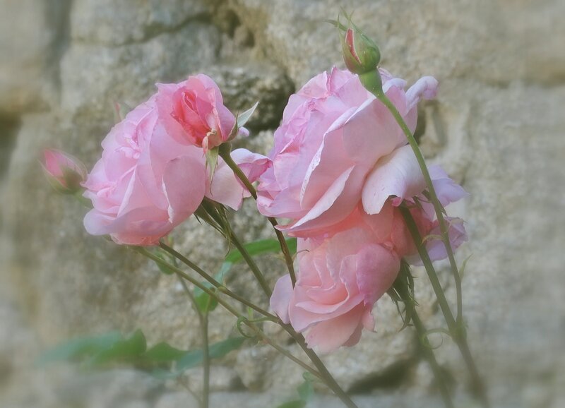 Pink Roses on Stems — Serene, Photograph