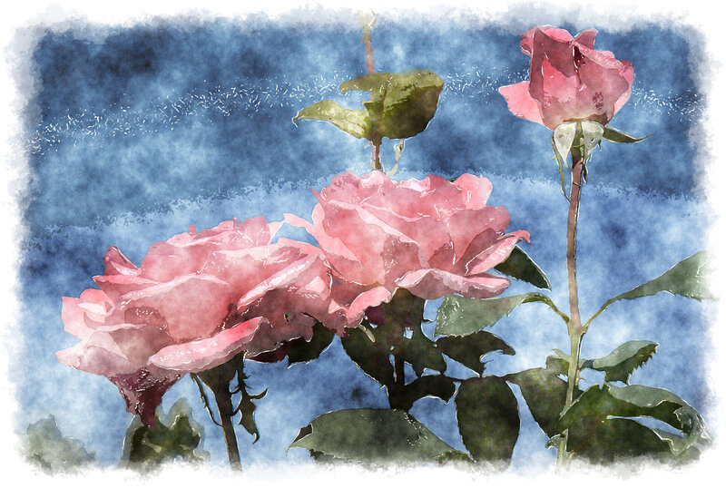Pink Roses on Stems — Serene