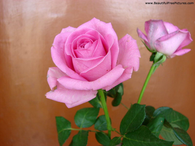 Pink Roses on Stems