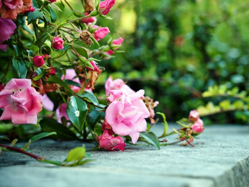 Pink Roses on Stone — Calm