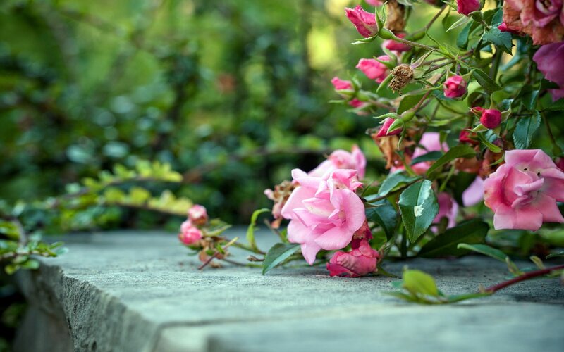 Pink Roses on Stone — Serene, Afternoon