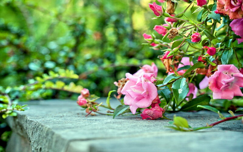 Pink Roses on Stone — Serene, Spring