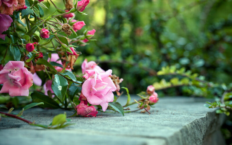 Pink Roses on Stone — Serene