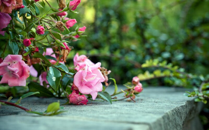 Pink roses on stone wall