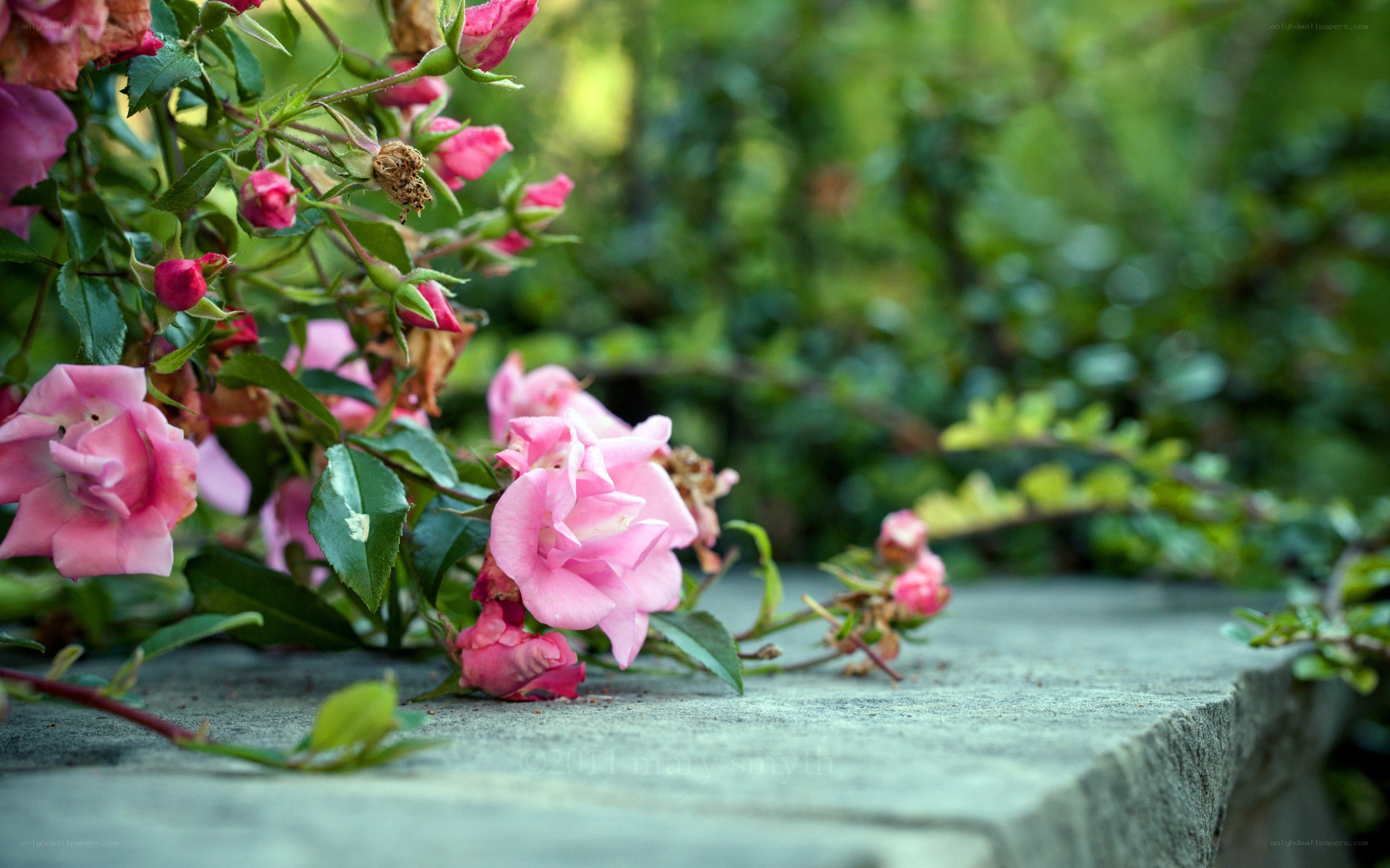 Pink roses on stone wall