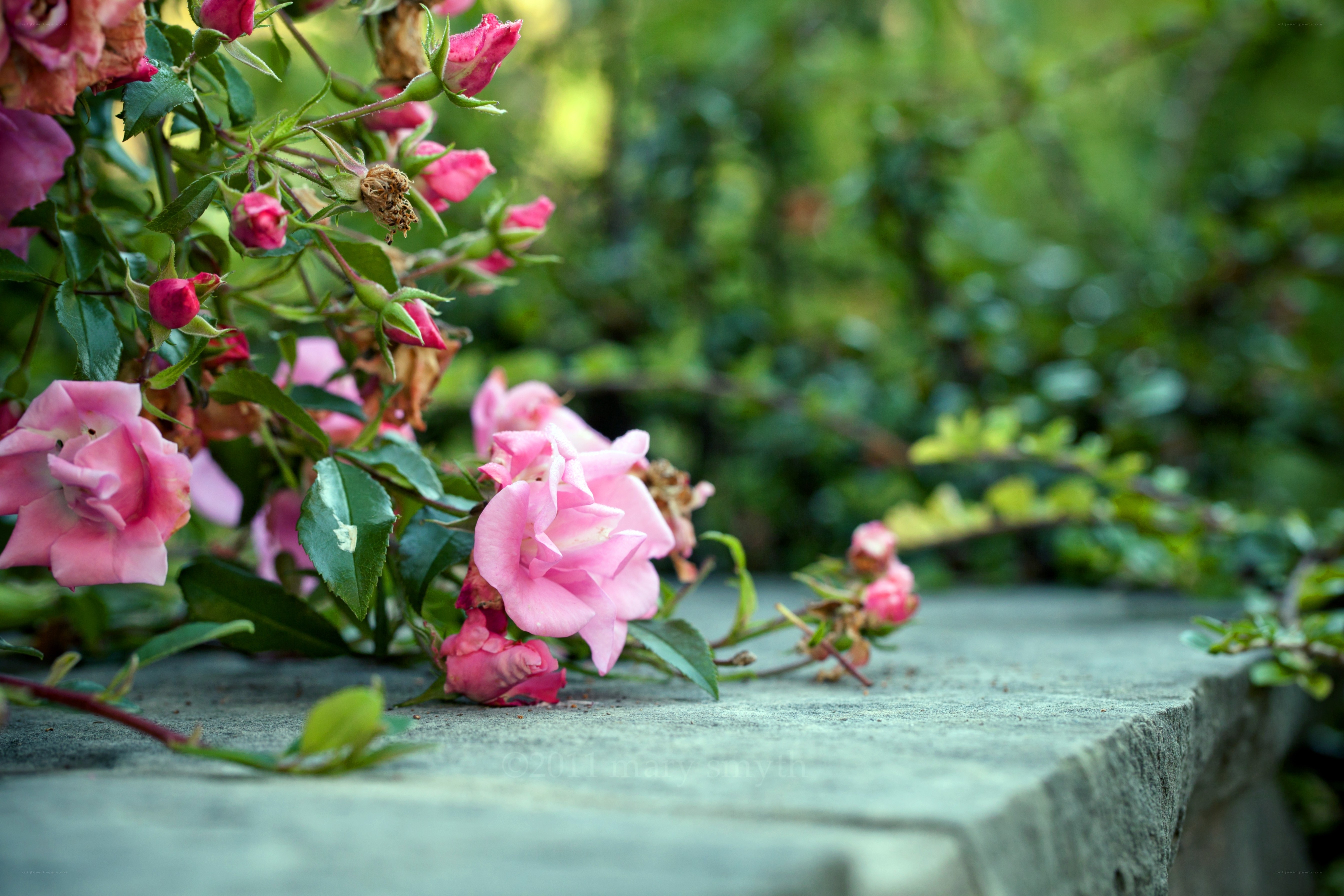 Pink roses on stone wall