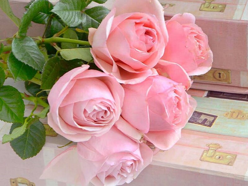 Pink Roses on Suitcase — Calm