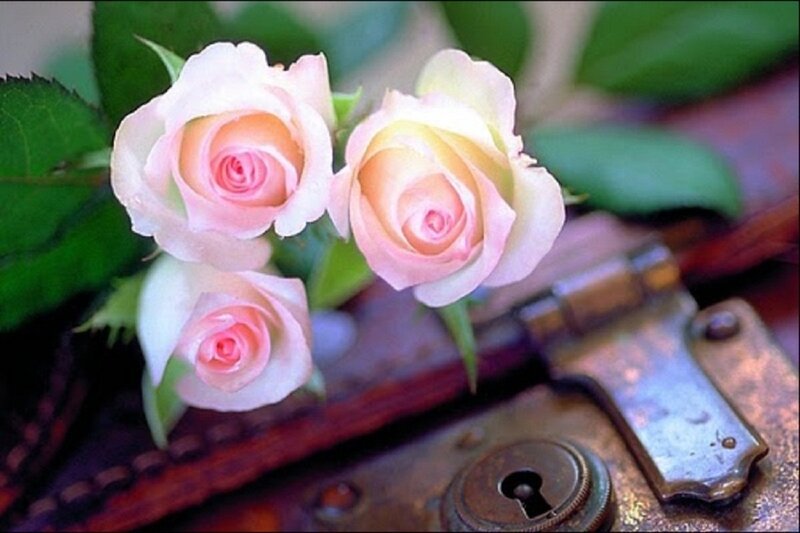 Pink Roses on Suitcase — Serene