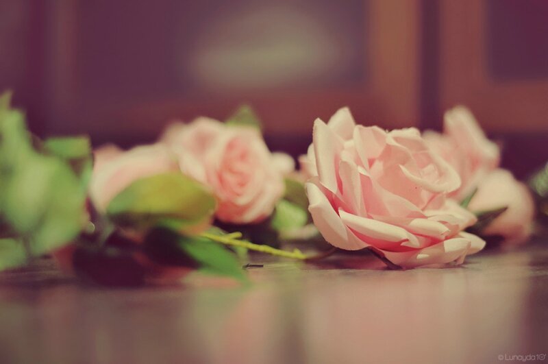 Pink Roses on Surface — Calm, Photograph, Green Leaves