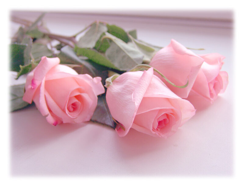 Pink Roses on Surface — Calm, Photograph