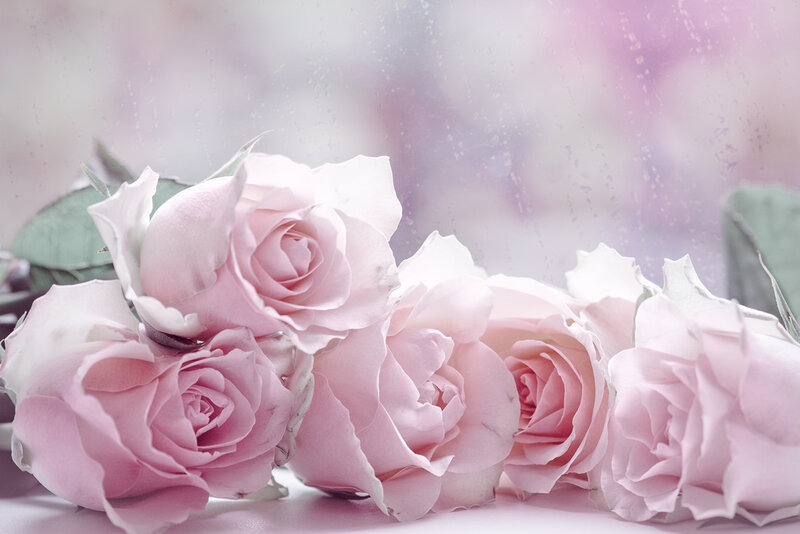 Pink Roses on Surface — Serene
