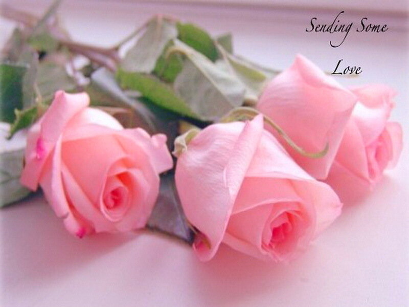 Pink Roses on Surface