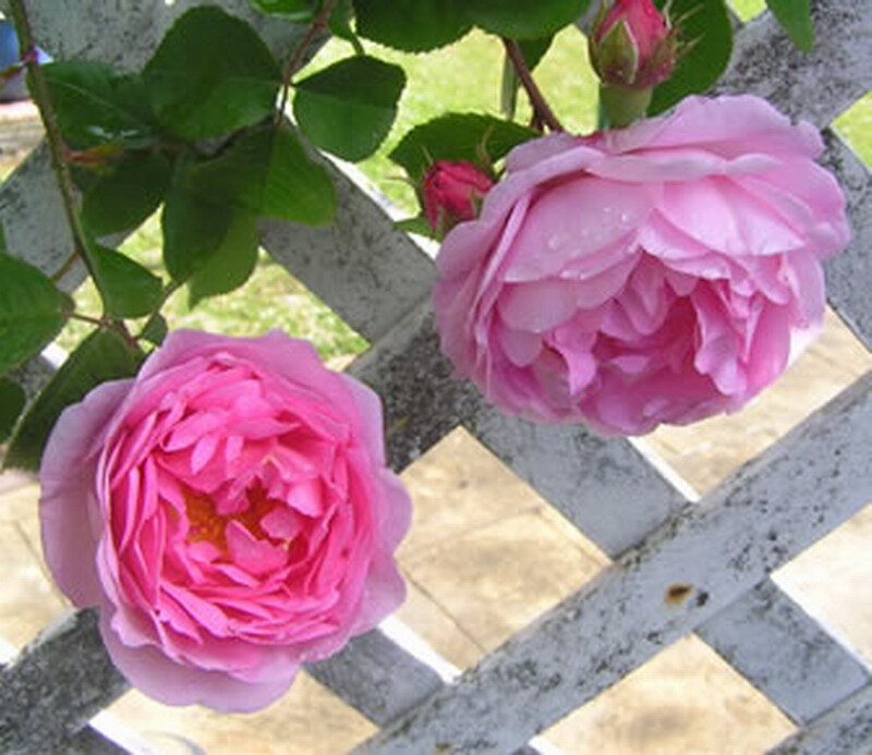 Pink Roses on Trellis — Calm