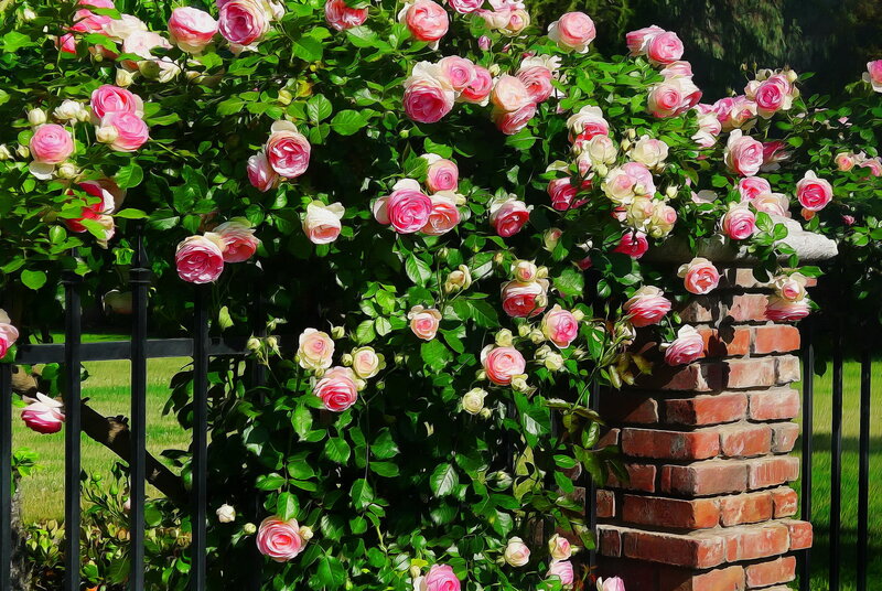 Pink Roses on Trellis — Serene, Afternoon