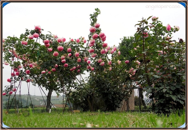 Pink Roses on Trellis — Serene, Spring