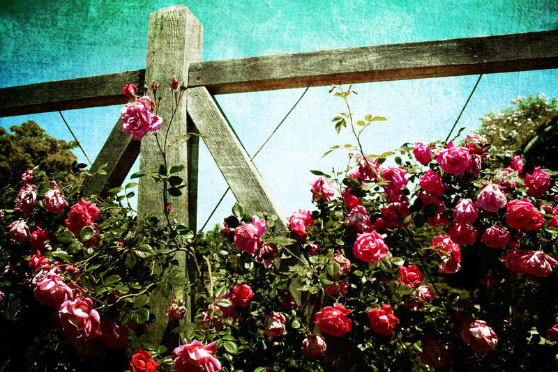 Pink Roses on Trellis — Serene
