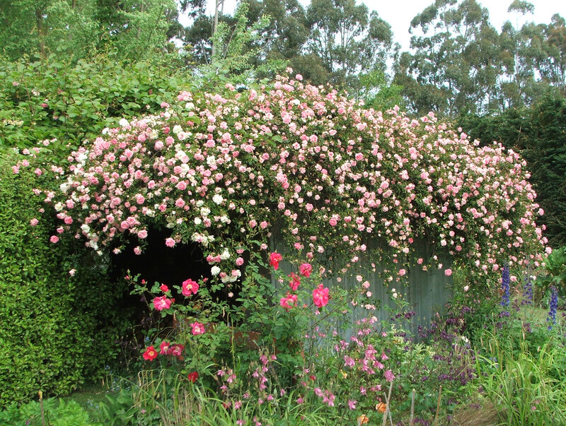Pink Roses on Trellis