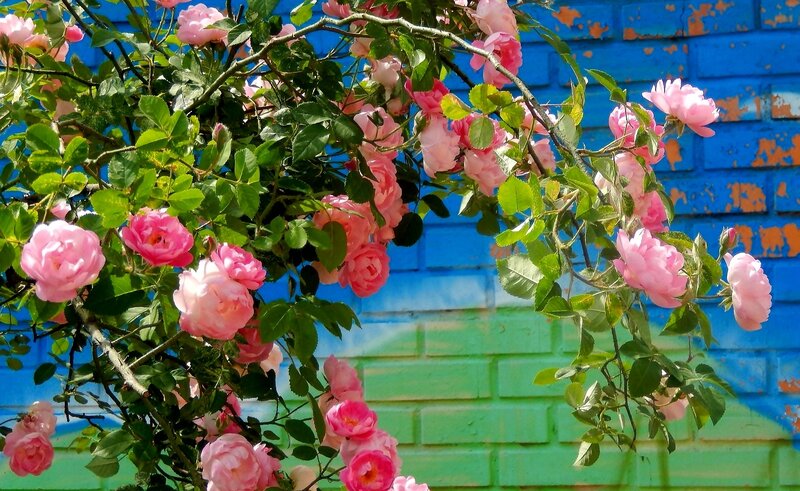 Pink Roses on Vine — Bright