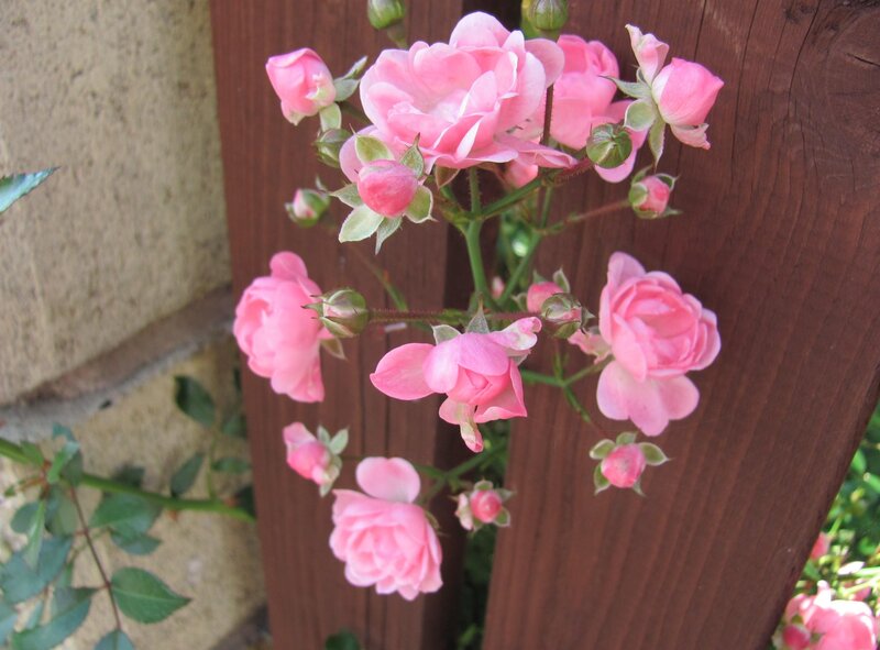 Pink Roses on Vine — Calm, Afternoon