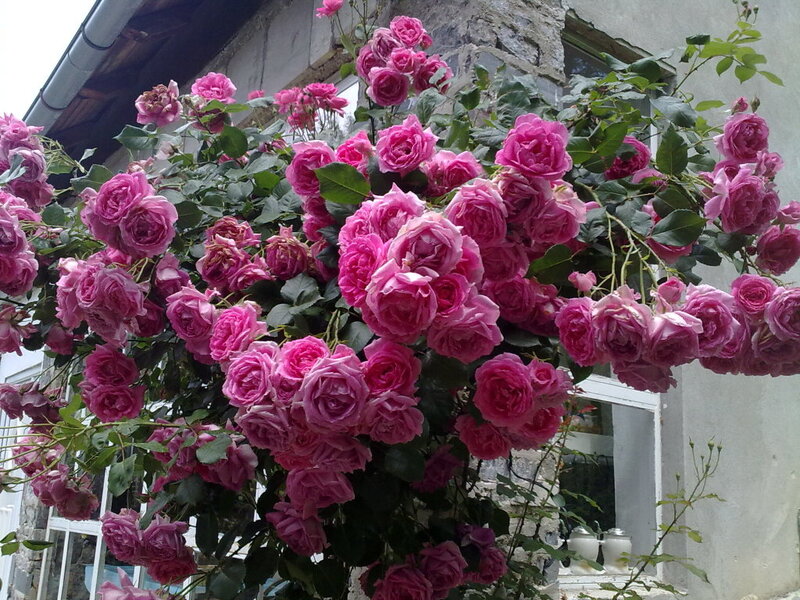 Pink Roses on Vine — Calm