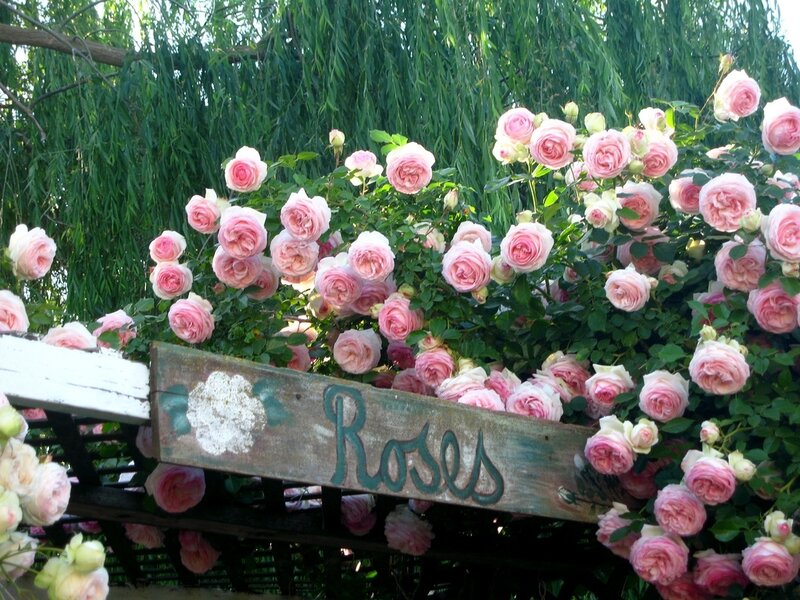 Pink Roses on Vine — Serene, Afternoon