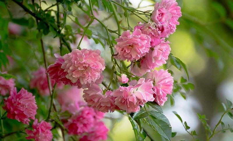Pink Roses on Vine — Serene, Spring, Photograph, Flowers
