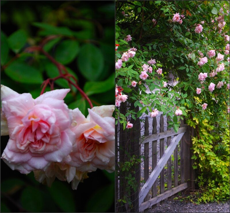 Pink Roses on Vine — Serene, Spring, Photograph, Gate