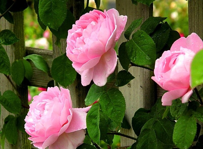 Pink Roses on Vine — Serene, Spring, Photograph, Green Leaves, Wooden Fence