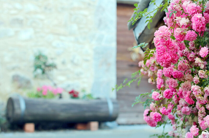 Pink Roses on Vine — Serene, Spring, Photograph, Stone Wall
