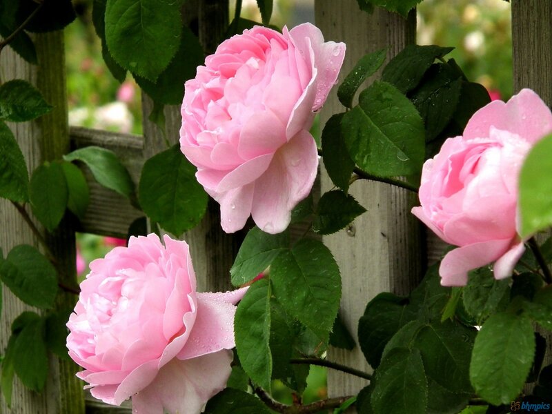 Pink Roses on Vine — Serene, Spring, Photograph