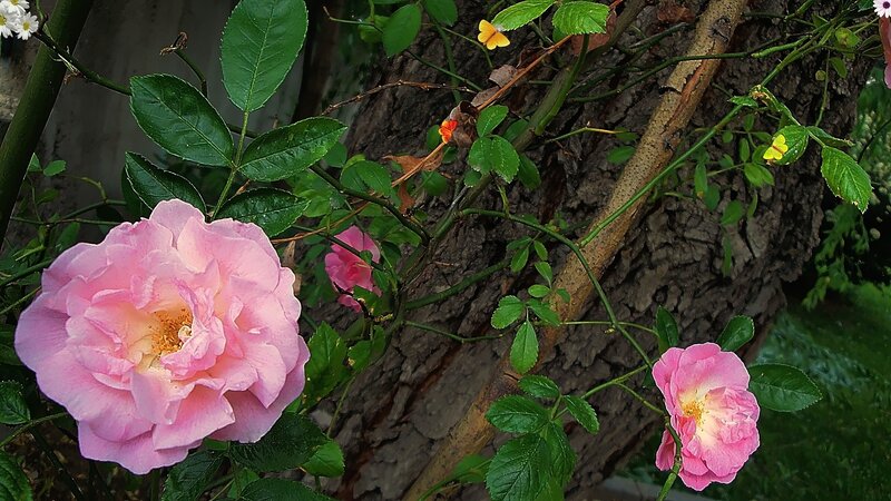 Pink Roses on Vine — Serene, Spring, Photograph, Tree Trunk