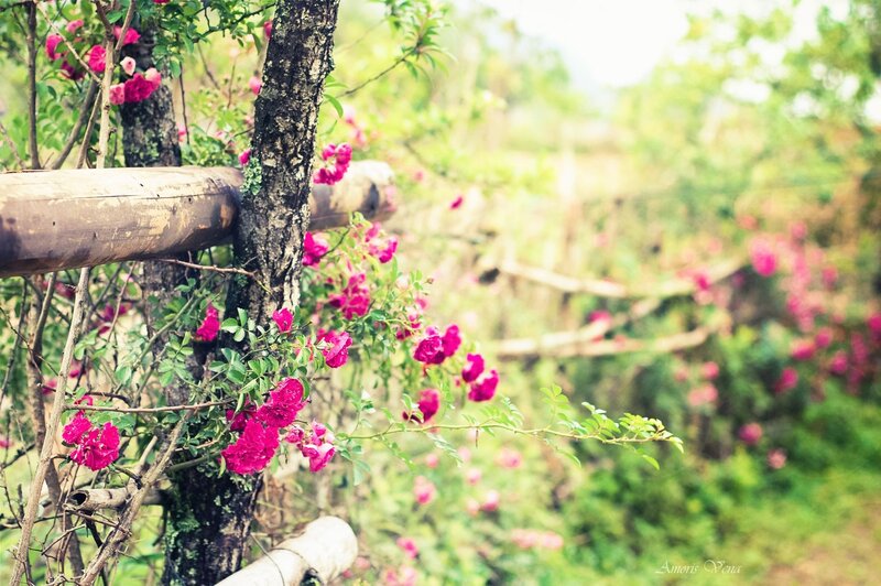Pink Roses on Vine — Serene, Spring, Photograph, Tree Trunk, Wooden Rail