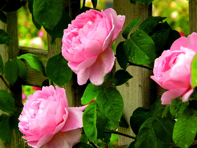 Pink Roses on Vine — Serene, Spring