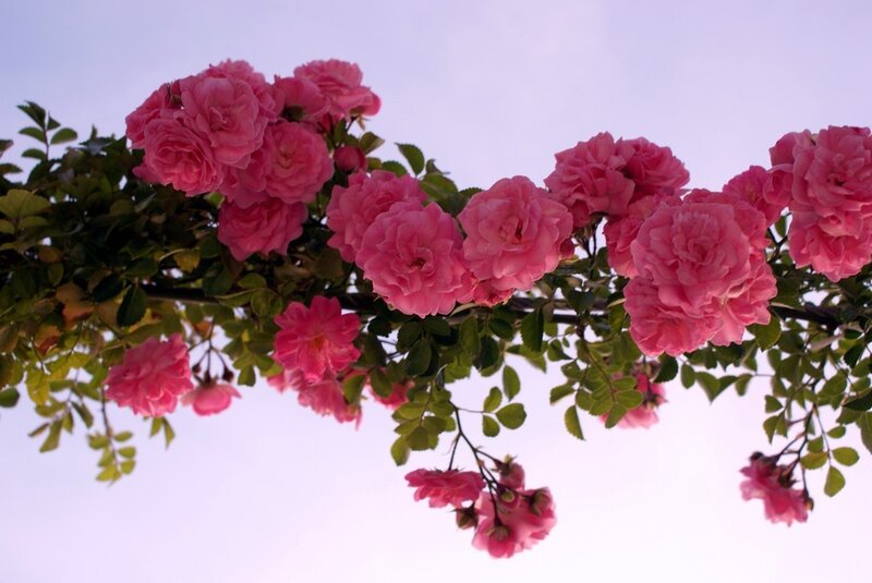 Pink Roses on Vine — Serene, Sunset