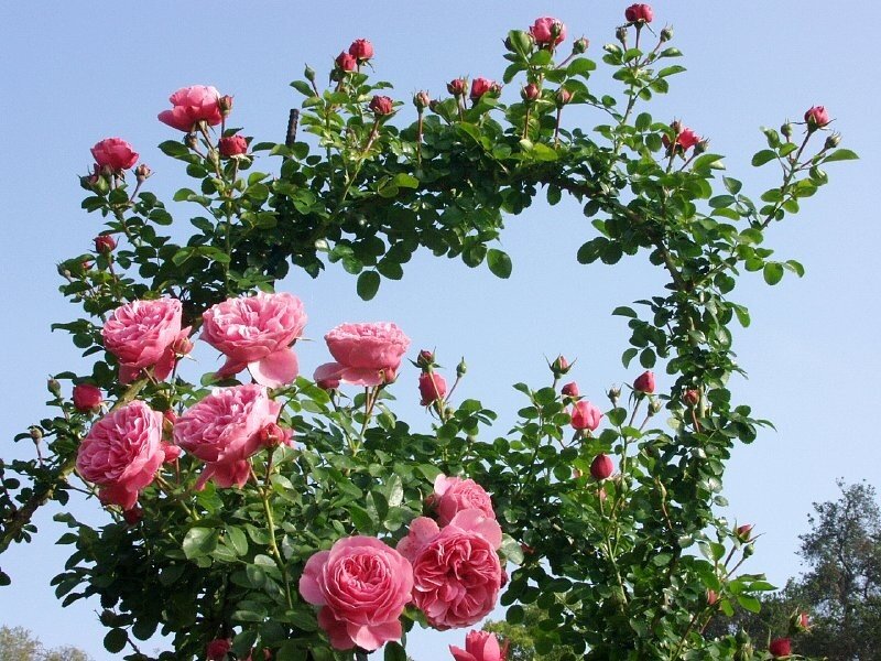 Pink Roses on Vine — Serene