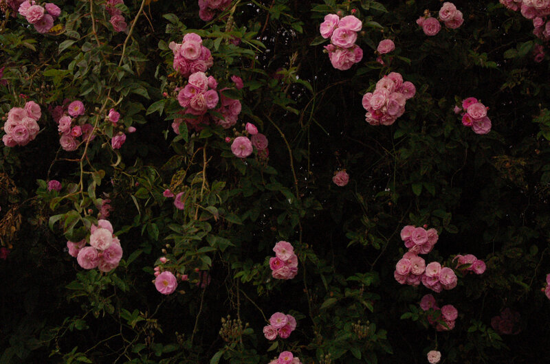 Pink Roses on Vines