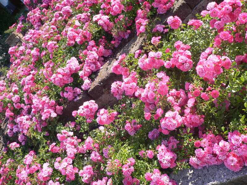 Pink Roses on Wall — Calm