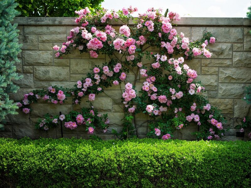 Pink Roses on Wall — Green, Serene