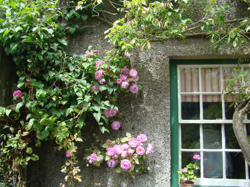Pink Roses on Wall — Green