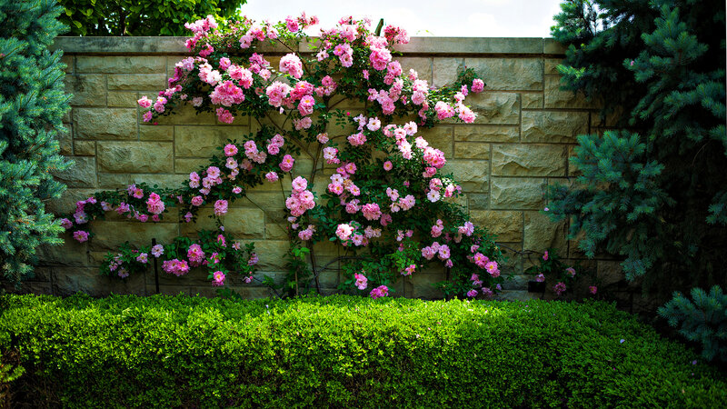 Pink Roses on Wall — Serene, Afternoon