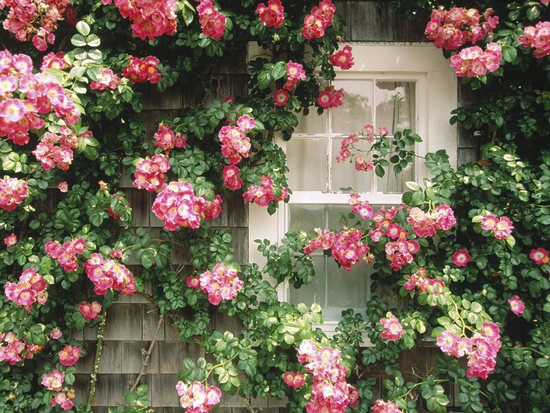 Pink Roses on Wall — Serene, Summer