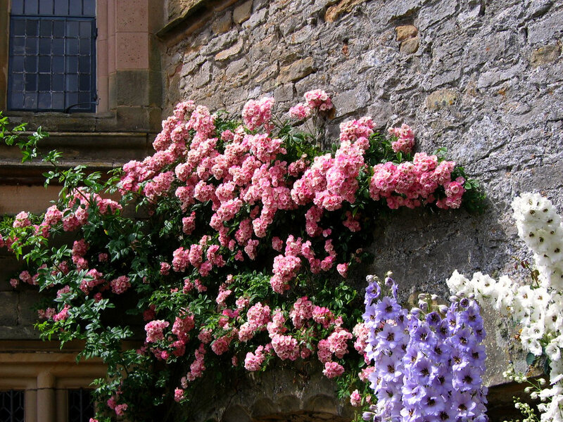 Pink Roses on Wall — Serene
