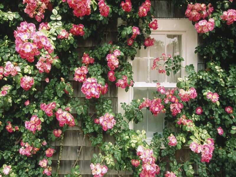 Pink Roses on Wall