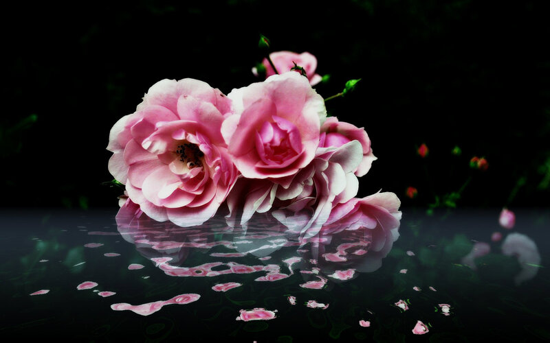 Pink Roses on Water — Dramatic