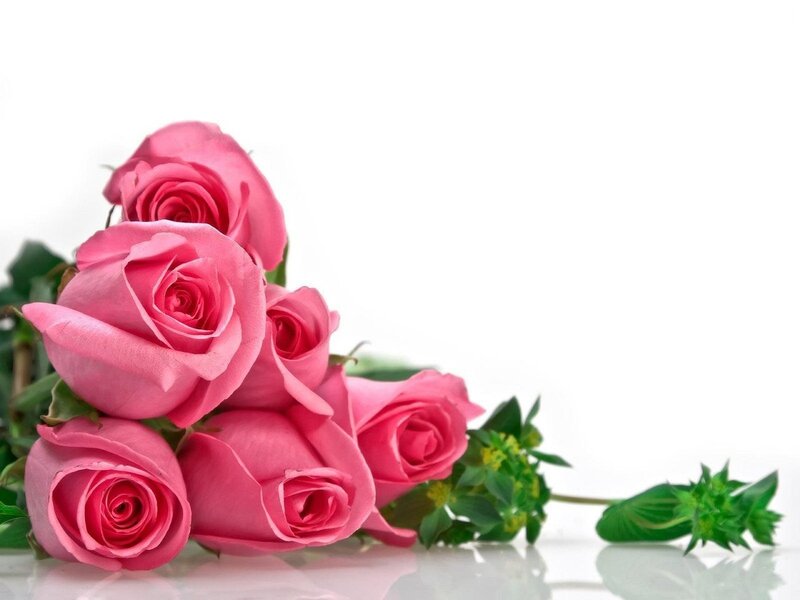 Pink roses on white background