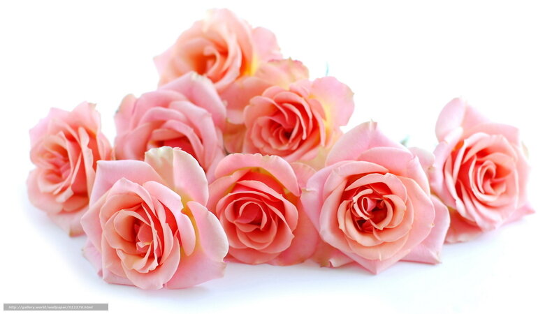 Pink roses on white background