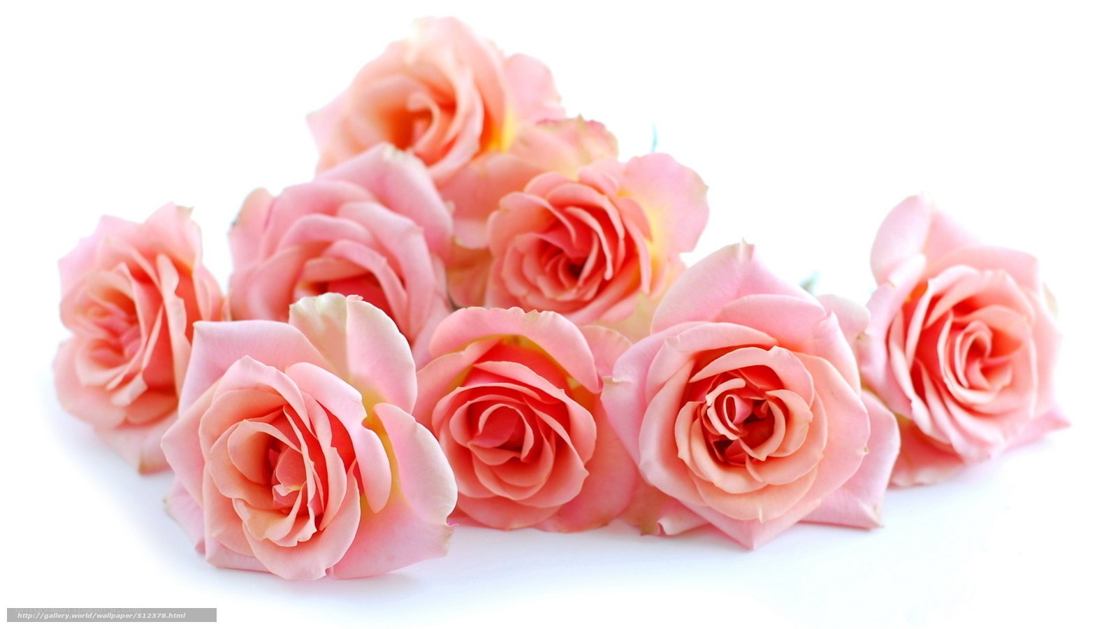 Pink roses on white background