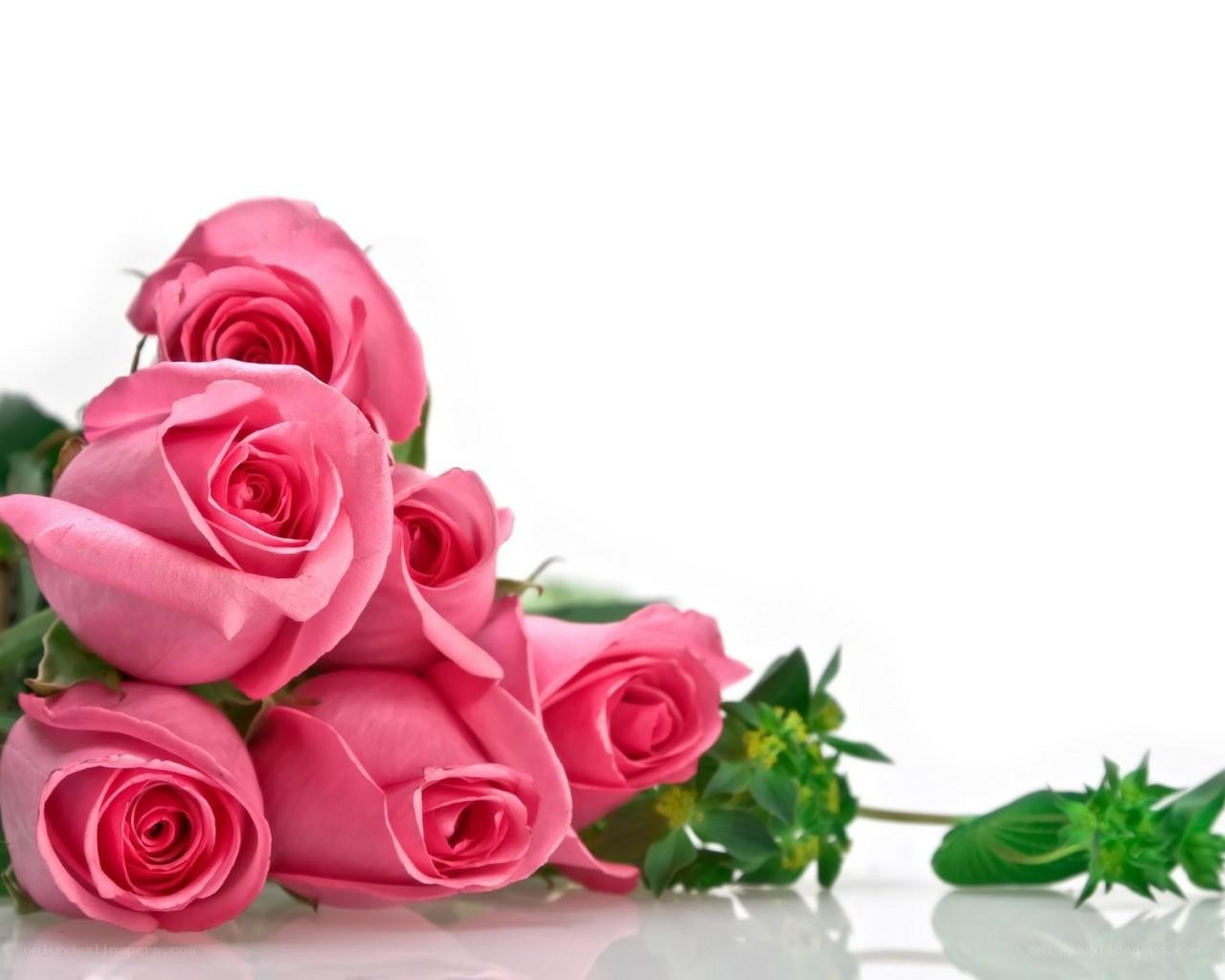 Pink roses on white background