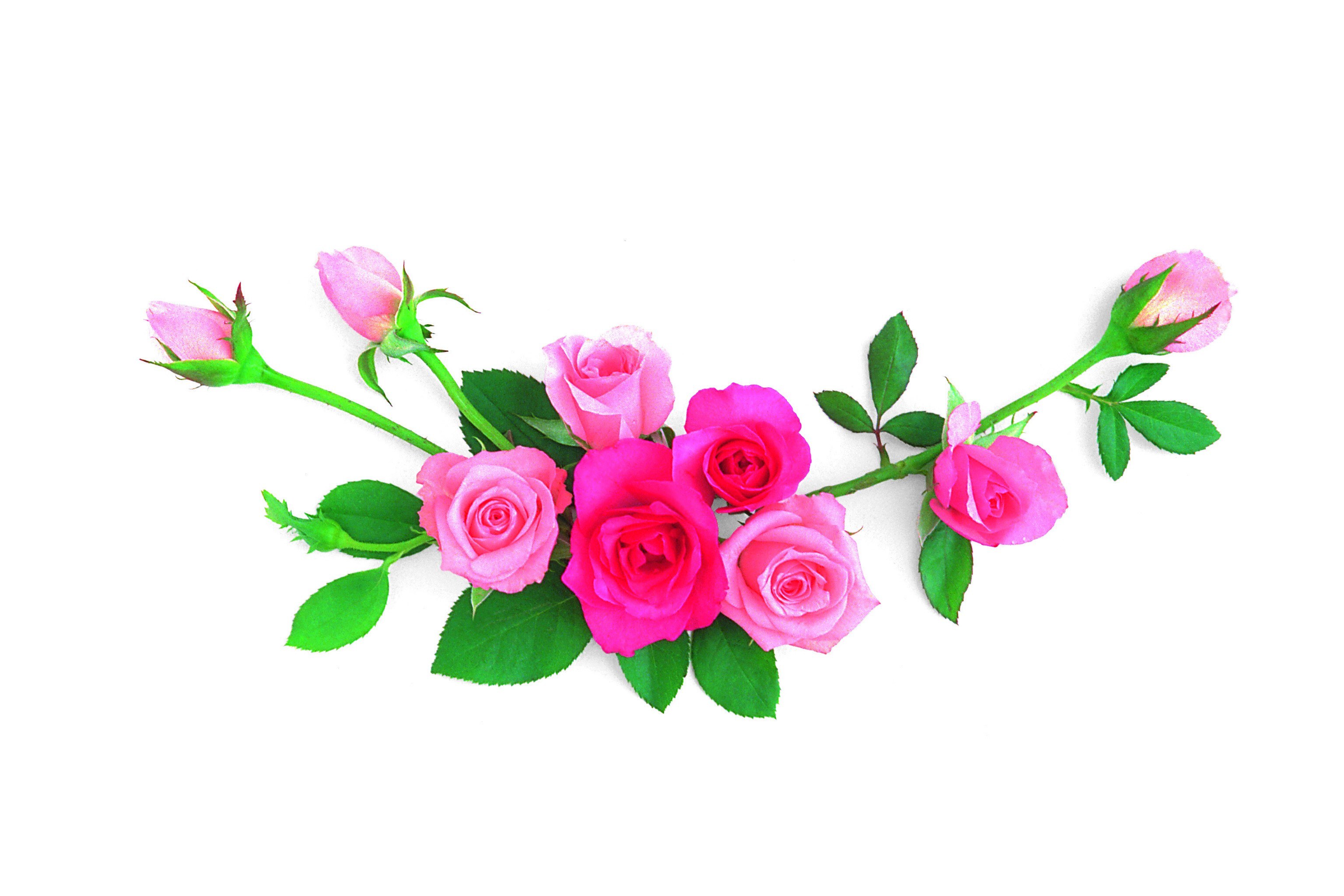 pink roses on white background